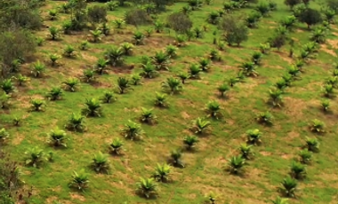 VENTA FINCA AGRICOLA Y GANADERA