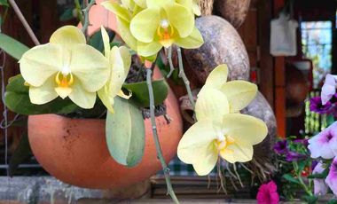 Casa lote 200M2 plano 
🏡 Tu refugio campestre a solo minutos de la ciudad 🌿 ideal para pensionados