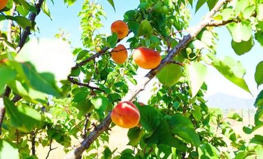 SE VENDE TERRENO EN CASABLANCA