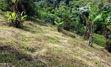 🏞️venta finca Agricola Pereira