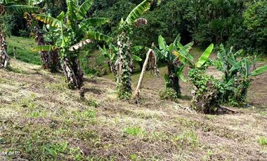 🏞️venta finca Agricola Pereira