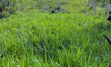 SE VENDEN  LOTES EXCLUSIVOS EN MALABAR – CERRITOS, PEREIRA