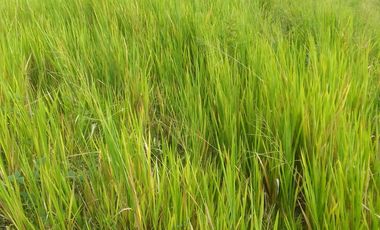 SE VENDEN  LOTES EXCLUSIVOS EN MALABAR – CERRITOS, PEREIRA