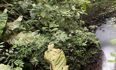 SE VENDEN  LOTES EXCLUSIVOS EN MALABAR – CERRITOS, PEREIRA