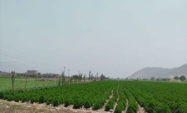 VENTA DE TERRENO EN CARABAYLLO ¡Gran Oportunidad de Inversión en Carabayllo! 🏡💰