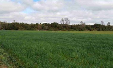 Se vende hermoso campo de 40 hectáreas en el sector Iñaqui, a solo 15 minutos del aeropuerto y 25 minutos del centro de Valdivia.