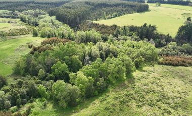 CAMPO 16.5 HECTAREAS A 16 KM DE OSORNO
