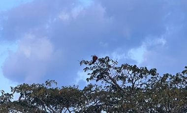 🌴 LOTES EN VENTA – LA PALMILLA, PEREIRA 🌄