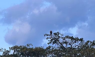 🌴 LOTES EN VENTA – LA PALMILLA, PEREIRA 🌄