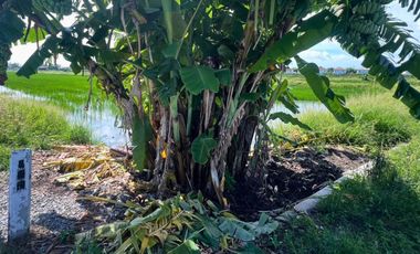 Golden Opportunity! Prime High-Potential Land for Sale near Mega Bangna — Perfect for Luxury Housing Development Kanchanaphisek Road