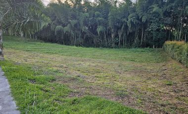 🚩LOTES CAMPESTRE  EN CERRITOS - EL TIGRE