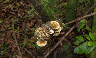 Se vende maravillosa parcela de 6.900 m² en el exclusivo loteo Bosque de Renovales, comuna de Panguipulli, Región de Los Ríos