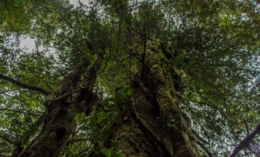Se vende maravillosa parcela de 6.900 m² en el exclusivo loteo Bosque de Renovales, comuna de Panguipulli, Región de Los Ríos