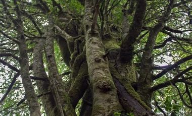 Se vende maravillosa parcela de 6.900 m² en el exclusivo loteo Bosque de Renovales, comuna de Panguipulli, Región de Los Ríos