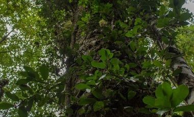 Se vende maravillosa parcela de 6.900 m² en el exclusivo loteo Bosque de Renovales, comuna de Panguipulli, Región de Los Ríos