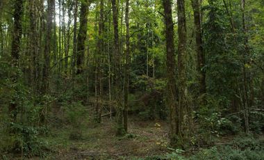 Se vende maravillosa parcela de 6.900 m² en el exclusivo loteo Bosque de Renovales, comuna de Panguipulli, Región de Los Ríos