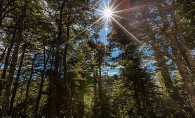 Se vende maravillosa parcela de 6.900 m² en el exclusivo loteo Bosque de Renovales, comuna de Panguipulli, Región de Los Ríos