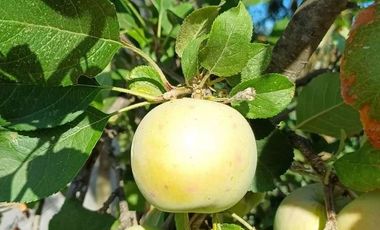 VENDO HERMOSA PARCELA DE 5.000 M2 EN TALCA A 10 KILOMETROS DE LA CARRETERA, CAMINO A SAN CLEMENTE