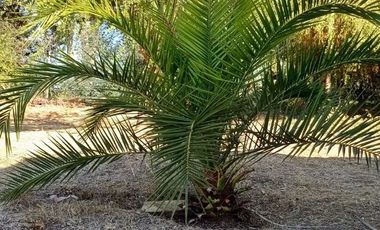 VENDO HERMOSA PARCELA DE 5.000 M2 EN TALCA A 10 KILOMETROS DE LA CARRETERA, CAMINO A SAN CLEMENTE