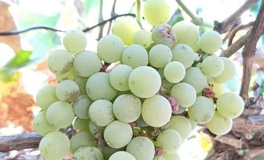 VENDO HERMOSA PARCELA DE 5.000 M2 EN TALCA A 10 KILOMETROS DE LA CARRETERA, CAMINO A SAN CLEMENTE