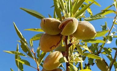 VENDO HERMOSA PARCELA DE 5.000 M2 EN TALCA A 10 KILOMETROS DE LA CARRETERA, CAMINO A SAN CLEMENTE