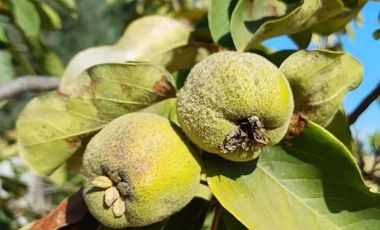 VENDO HERMOSA PARCELA DE 5.000 M2 EN TALCA A 10 KILOMETROS DE LA CARRETERA, CAMINO A SAN CLEMENTE