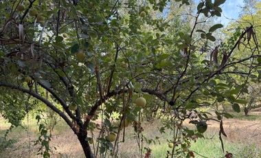 Soñada Parcela de 20.000 m2 con Casa Regularizada