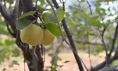 Soñada Parcela de 20.000 m2 con Casa Regularizada