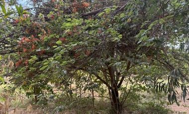 Soñada Parcela de 20.000 m2 con Casa Regularizada