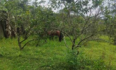 SE VENDE HERMOSA FINCA EN FUSAGASUGA VEREDA EL GUAVIO