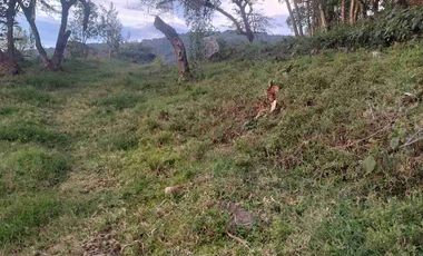 SE VENDE HERMOSA FINCA EN FUSAGASUGA VEREDA EL GUAVIO