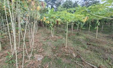 Tanah Kebun nuansa pedesaan kompleks pasar Pingit Rakit Banjarnegara