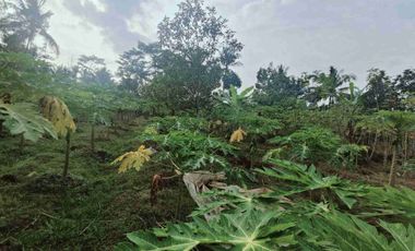 Tanah Kebun nuansa pedesaan kompleks pasar Pingit Rakit Banjarnegara