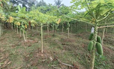 Tanah Kebun nuansa pedesaan kompleks pasar Pingit Rakit Banjarnegara