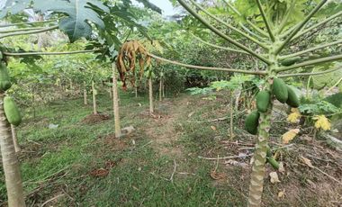 Tanah Kebun nuansa pedesaan kompleks pasar Pingit Rakit Banjarnegara