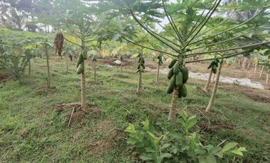 Tanah Kebun nuansa pedesaan kompleks pasar Pingit Rakit Banjarnegara