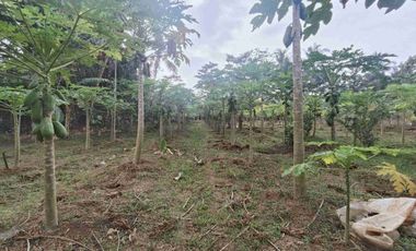 Tanah Kebun nuansa pedesaan kompleks pasar Pingit Rakit Banjarnegara