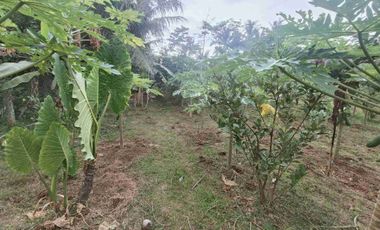 Tanah Kebun nuansa pedesaan kompleks pasar Pingit Rakit Banjarnegara