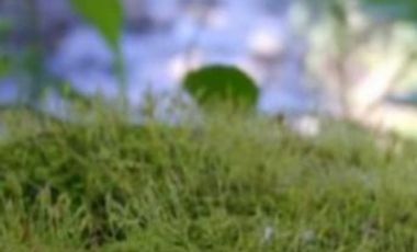 TERRENO EN VENTA RIBERA DEL CARDENAL (POBLADO) LOTE 4.