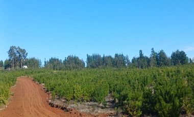 Rematamos Parcelas En Pichilemu, Bucalemu, Paredones. Sexta Region