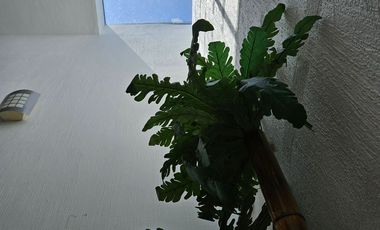 Amplia casa con uso versátil en Colonia Magaña – Ideal para vivir, invertir o negocio