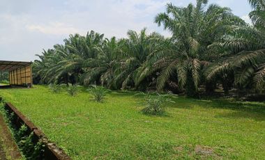 DIJUAL LAHAN EX PABRIK BONUS KEBUN SAWIT KM 52 PALEMBANG BETUNG