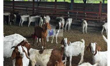 RANCHO VENTA MONTEMORELOS NUEVO LEON