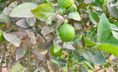 ¡VIVE ENTRE VIÑEDOS! TERRENO DE 8,659 m² CON EXPLANADA LISTA EN ICA 🍇