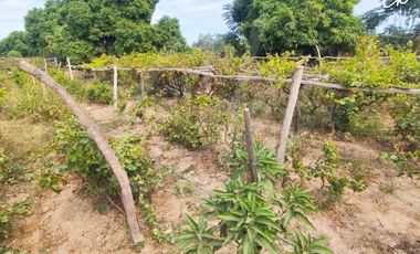 ¡VIVE ENTRE VIÑEDOS! TERRENO DE 8,659 m² CON EXPLANADA LISTA EN ICA 🍇