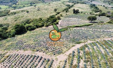 TERRENO CON VARIOS USOS EN POTRERO LAS LOMAS EN VILLA CORONA, JALISCO