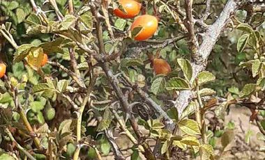 PARCELAS PLANAS NO INUNDABLES  CON ROL PROPIO VENTA AL CONTADO O CREDITO DIRECTO