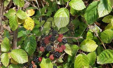 PARCELAS PLANAS NO INUNDABLES  CON ROL PROPIO VENTA AL CONTADO O CREDITO DIRECTO