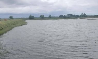 PUNONG FOR SALE ILOG NEGROS