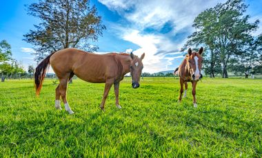 HERMOSO RANCHO EL AGUACERO EN VENTA; ETZATLÁN, JALISCO. MÉXICO.